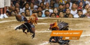 Đá gà 188BET 9 Đá gà trực tuyến tại 188BET