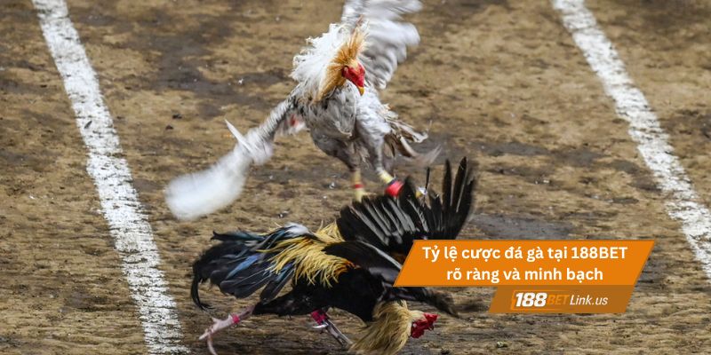 Đá gà 188BET 2 Tỷ lệ cược đá gà tại 188BET rõ ràng và minh bạch