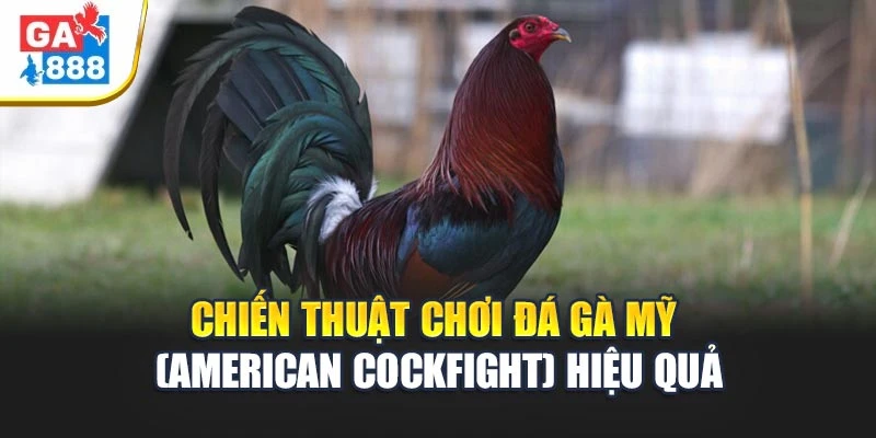 Đá Gà Mỹ (American Cockfight) 4 Chiến thuật chơi đá gà Mỹ (American Cockfight) hiệu quả