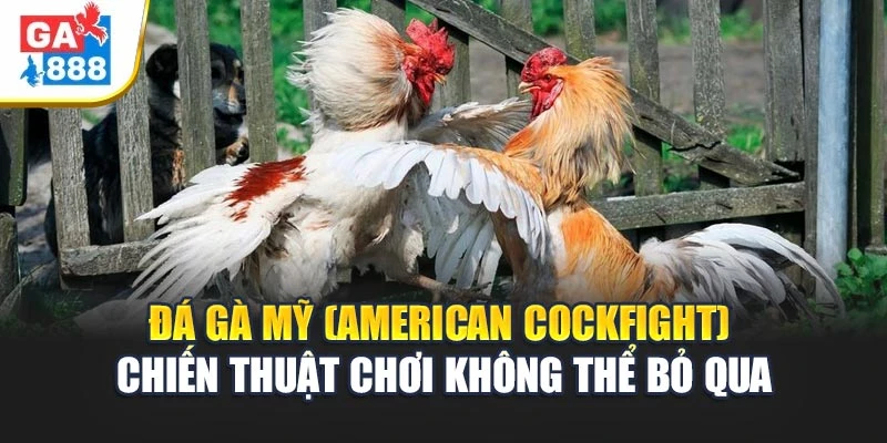 Đá Gà Mỹ (American Cockfight) 5 Các lỗi hay gặp khi chơi cần tránh