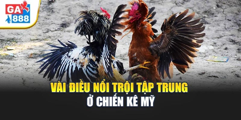 Đá Gà Mỹ (American Cockfight) 3 Vài nét cơ bản về loại hình đá gà Mỹ (American Cockfight)
