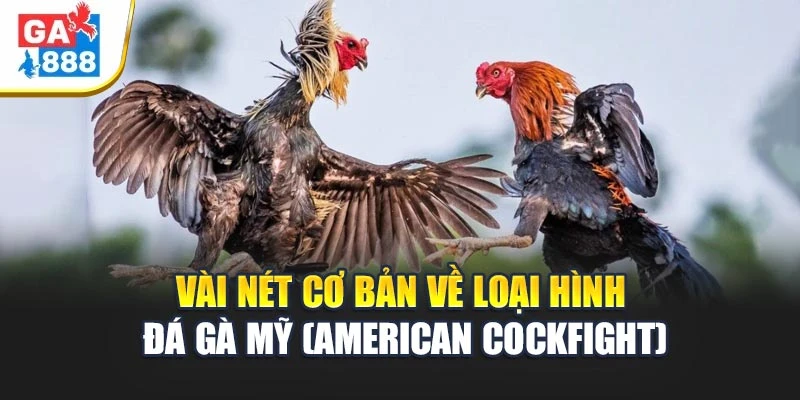 Đá Gà Mỹ (American Cockfight) 2 Vài nét cơ bản về loại hình đá gà Mỹ (American Cockfight)
